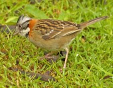 Roufous Collared Sparrow 4U5B3959