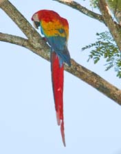 Scarlet Macaw 4U5B2723