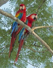 Scarlet Macaws 4U5B2525