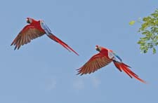 Scarlet Macaws 4U5B2711