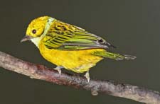 Silver-throated Tanager 4U5B0414