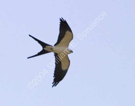 Swallow-Tailed-Kite-4510