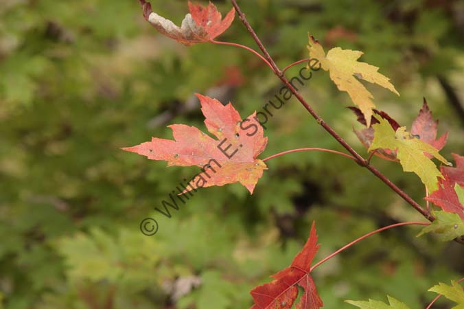 Fall-Leaves-4U5B4805