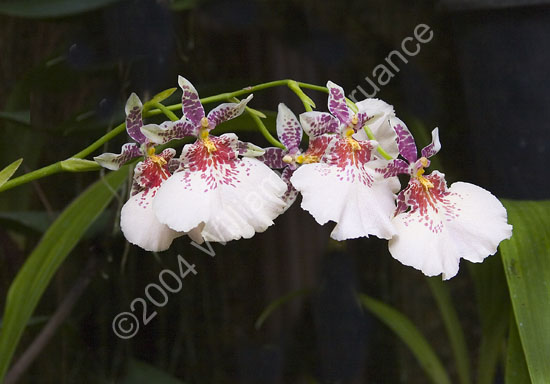 Orchid-2264