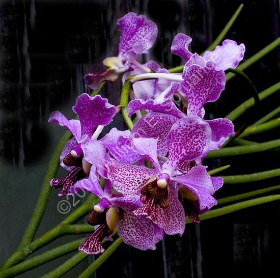 Orchid-2268