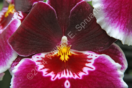 Orchid-Purple-2262