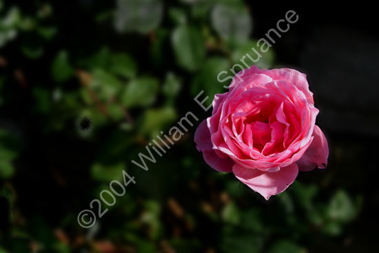 Pink-Rose-2227