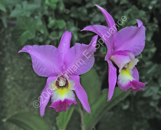 Purple-Orchid-2250