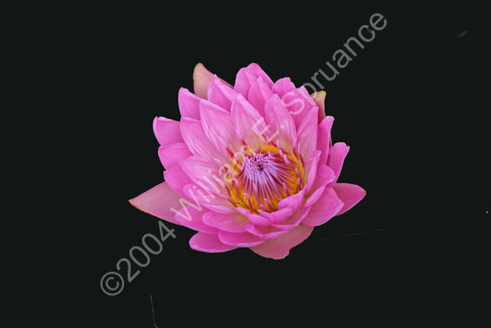 Tropical-Waterlily-2240