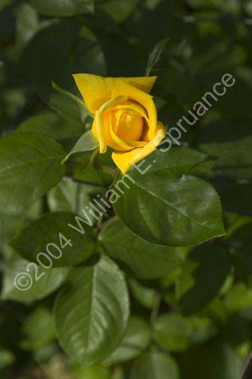 Yellow-Rose-2283