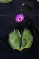 L-Day-Water-Lily-2236