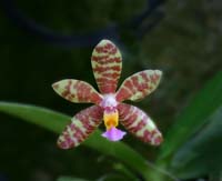 Orchid-2253