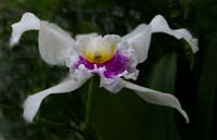 Orchid-Purple-White-2259