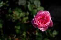 Pink-Rose-2227