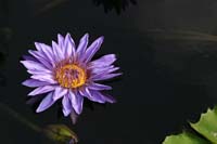 Purple-Lily-2233