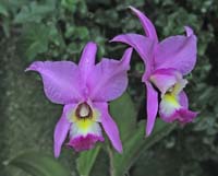 Purple-Orchid-2250