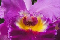 Purple-Orchid-2258