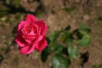 Red-Rose-2222