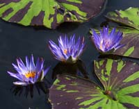 Water-Lilies-2238