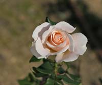 White-Rose-2225