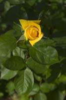 Yellow-Rose-2283