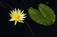 Yellow-Water-Lily-2234