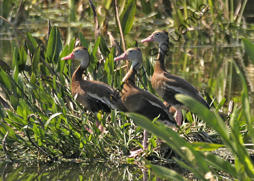Black-Bellied-Whistling-Duck-6918