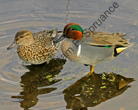 Green-winged-Teal-2-7090