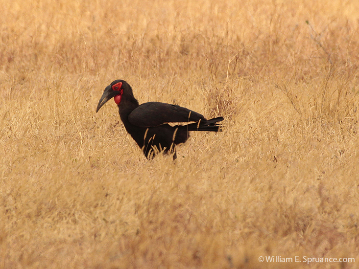 033-Southern Ground Hornbill-5J8E6731