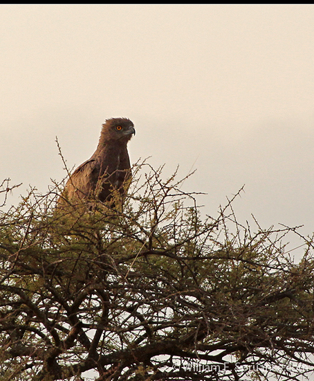 039-Brown Snake Eagle-5J8E6751