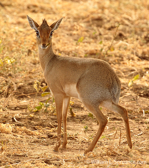 040-Dik-dik-5J8E6755