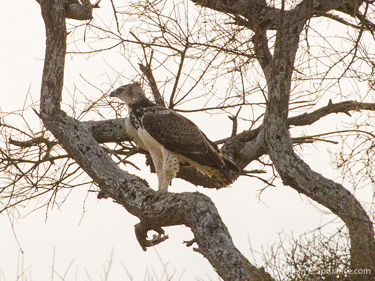 041- Immature Martial Eagle-5J8E6761