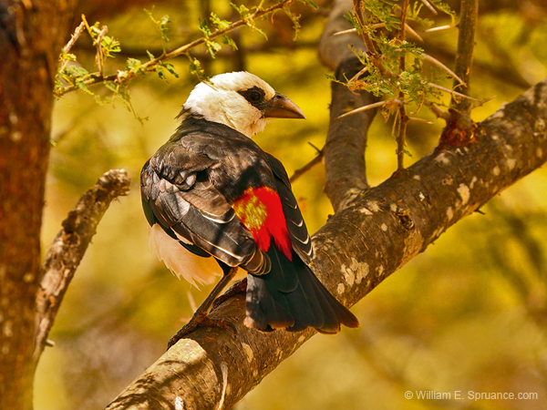 157-White-headed Buffalo-Weaver 5J8E7535