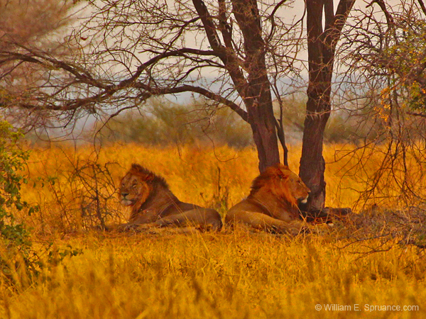 159-Male Lions 5J8E7555