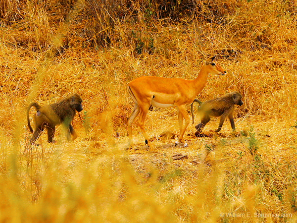 160-Impala & Baboons 5J8E7566