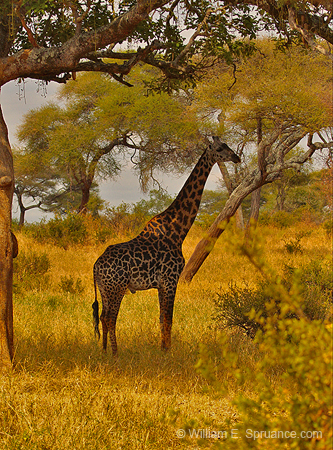 168-Giraffe 5J8E7611