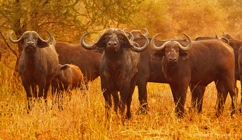 171-Cape Buffalos 5J8E7632