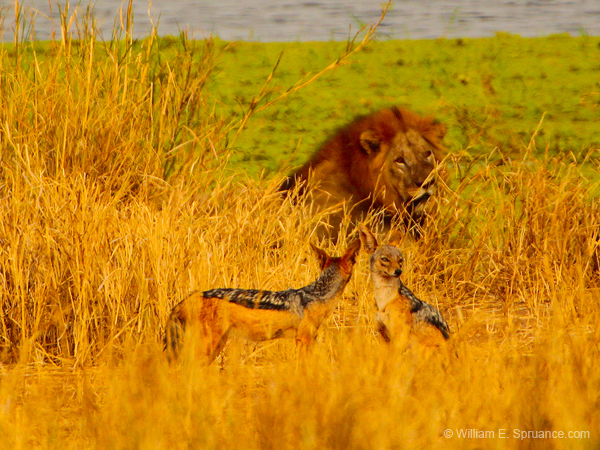 173-Lion & Black-backed Jackals 5J8E7640