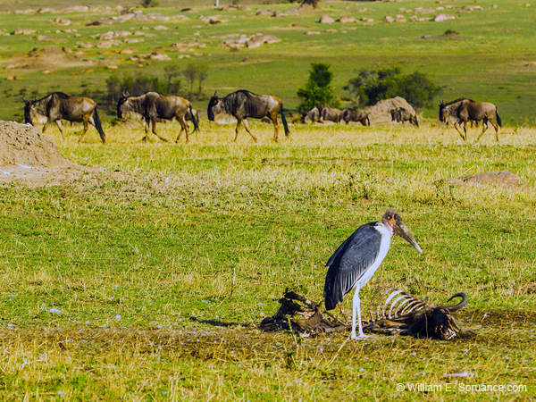 293-Marabou Stork with Carcass  5J8E8991