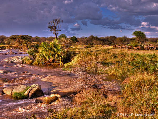 335-The Mara River  11U5B4658