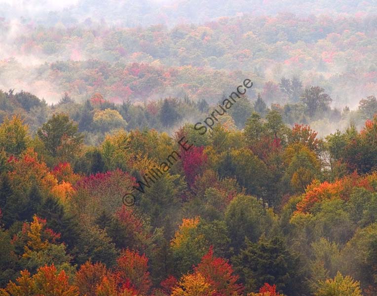 Autum-Mist-5423