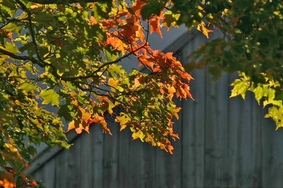 Autun-Leavs-5027