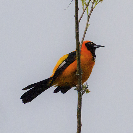 083 Orange-Backed Troupial 11J8E1178