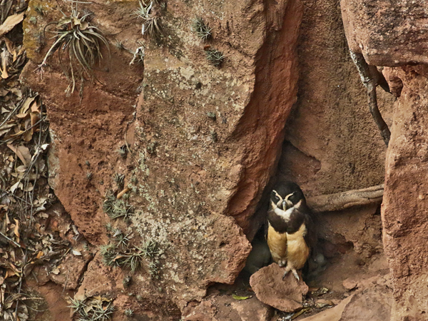 085 Spectacled Owl with Chick 70D2265