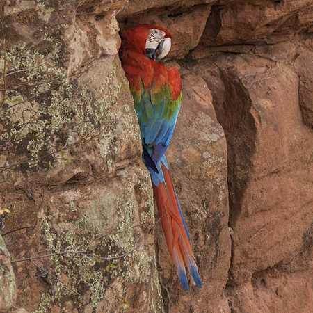 087 Red-and-green Macaw 11J8E2105