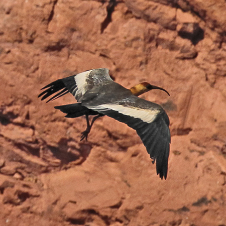 090 Buff-Necked Ibis 11J8E1889