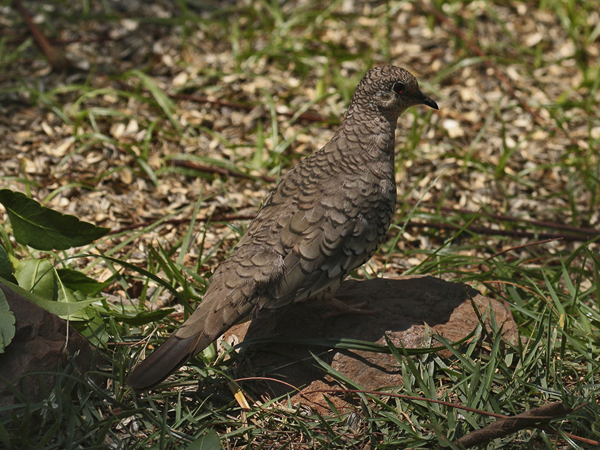 102 Scaled Dove 70D2210