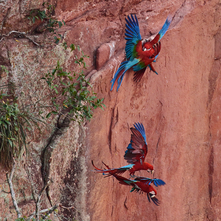 103 Red-and-green Macaws 11J8E1336