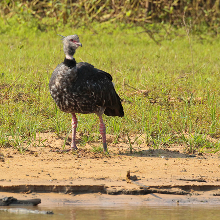 257 Southern Screamer 11J8E4264