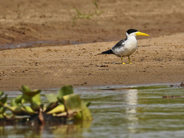 258 Large-Billed Tern 11J8E4410